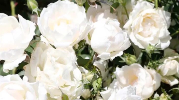 The Word Garden: Julianna&nbsp;Conrad